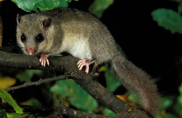 Edible Dormouse, glis glis, Adult standing on Branch