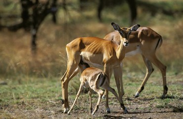 Impala, aepyceros melampus, Female with Fawn suckling, Kenya