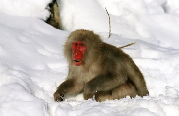 Japanese Macaque, macaca fuscata, Adult standing in Snow, Hokkaido Island in Japan