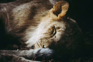 Naklejka premium Portrait d'un jeune lion