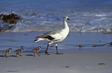 Magellan Goose or Upland Goose, chloephaga picta, Male and Chicks on the Beach, Antarctica