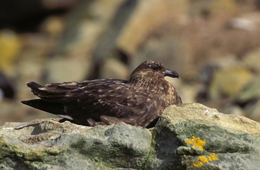 Great Skua, stercorarius skua, Adult standing on Rock, Antarctica