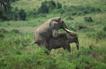 Obraz premium African Elephant, loxodonta africana, Pair Mating, Masai Mara Park in Kenya