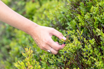 Naklejka na ściany i meble blueberry picking - young woman is picking blueberries - view of the hand