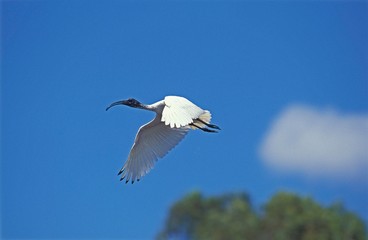 Sacred Ibis, threskiornis aethiopica, Adult in Flight, Kenya