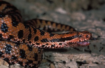 Asp Viper, vipera aspis, Adult with Open Mouth
