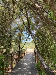 Pasarela de madera con barandilla, rodeada de arboles
