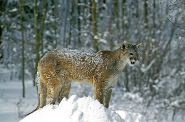 Cougar, puma concolor, Adult standing on Snow, Montana