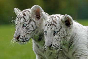 Naklejka premium White Tiger, panthera tigris, Portrait of Cub