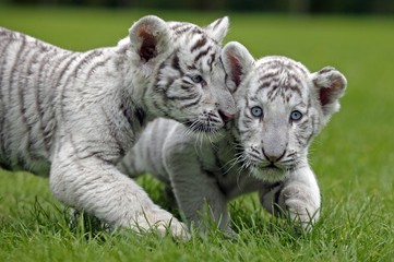 Plakat White Tiger, panthera tigris, Cub standing on Grass