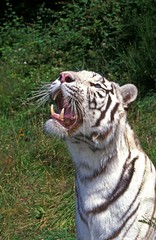 Fototapeta na wymiar White Tiger, panthera tigris, Adult with Open Mouth