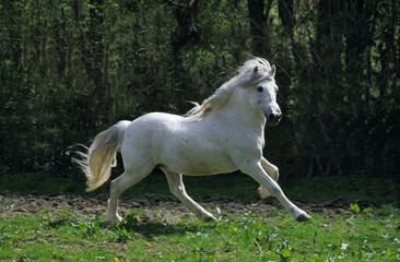 Plakat Camargue Horse, Adult Galloping through Paddock