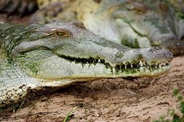 Fototapeta premium Orinoco Crocodile, crocodylus intermedius, Head of Adult, Close-up, Los Lianos in Venezuela