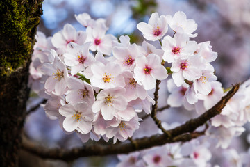 cherry blossoms blooming in Alishan of Chiayi. Alishan Forest Recreation Area in Chiayi, Taiwan.