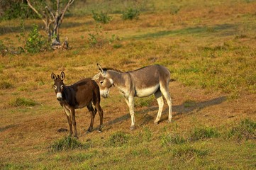 Domestic Donkeys, Los Lianos in Venezuela