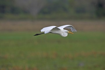 Cattle Egret, bubulcus ibis, Adult in Flight, Los Lianos in Venezuela
