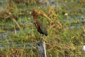 Rufescent Tiger-Heron, tigrisoma lineatum, Adult standing on Post, Los Lianos in Venezuela