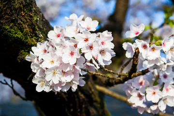cherry blossoms blooming in Alishan of Chiayi. Alishan Forest Recreation Area in Chiayi, Taiwan.