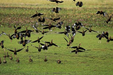 Red-Billed Whistling Duck, dendrocygna automnalis, Group in Flight, Los Lianos in Venezuela