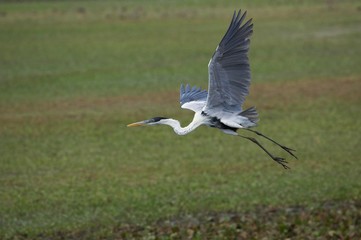 White-Necked Heron, ardea cocoi, Adult in Flight, Los Lianos in Venezuela