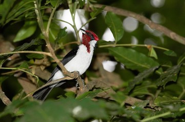 Red-Capped Cardinal, paroaria gularis, Adult standing on Branch, Los Lianos in Venezuela