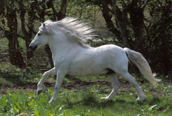 Fototapeta na wymiar Camargue Horse, Adult Galloping through Paddock