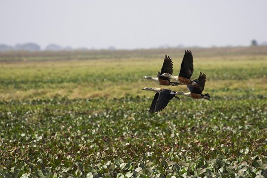 Orinoco Goose, neochen jubata, Group in Flight above Swamp, Los Lianos in Venezuela