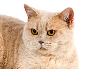 Cream British Shorthair Domestic Cat, Portrait of Female against White Background