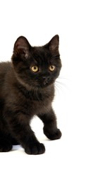 Black British Shorthair Domestic Cat, Kitten against White Background