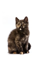 Black Tortoise-shell British Shorthair Domestic Cat, Kitten against White Background