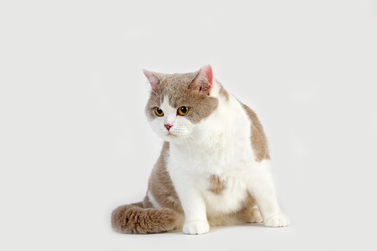 Lilac and White British Shorthair Domestic Cat, Male sitting against White Background