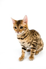 Brown Spotted Tabby Bengal Domestic Cat, Adult sitting against White Background