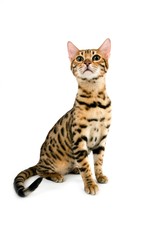 Brown Spotted Tabby Bengal Domestic Cat, Adult sitting against White Background