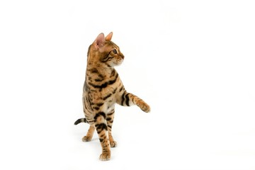Brown Spotted Tabby Bengal Domestic Cat, Adult playing against White Background