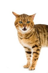Brown Spotted Tabby Bengal Domestic Cat, Adult against White Background