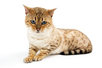 Seal Mink Tabby Bengal Domestic Cat, Male laying against White Background
