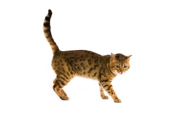 Brown Spotted Tabby Bengal Domestic Cat, Adult against White Background