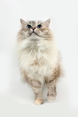 Seal Tabby Point and White Siberian Domestic Cat, Female against White Background