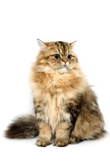 Golden Persian Domestic Cat against White Background