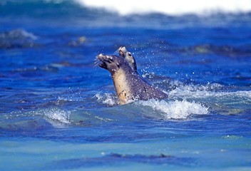 Australian Sea Lion, neophoca cinere, Adults playing in Ocean, Australia