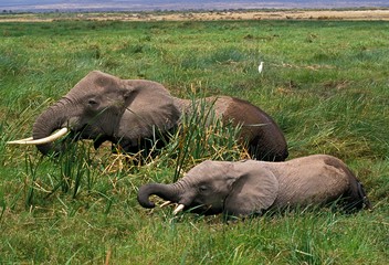 Naklejka na ściany i meble African Elephant, loxodonta africana, Mother with Calf eating Grass in Swamp, Masai Mara Park in Kenya