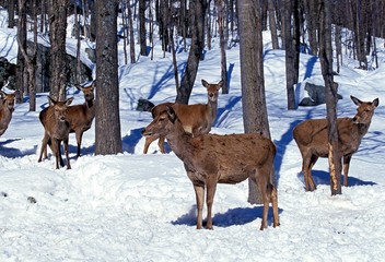 Rocky Mountain Elk or Rocky Mountain Wapiti, cervus canadensis nelsoni, Yellowstone Park in Wyoming