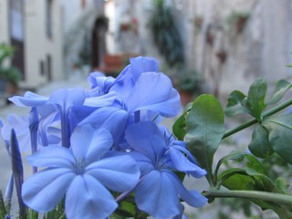 Fiore azzurro in primavera