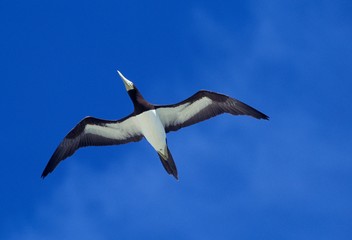 Brown Booby, sula leucogaster, Adult in Flight against Blue Sky, Australia