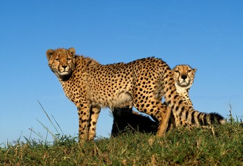 Cheetah, acinonyx jubatus, Masai Mara Park in Kenya
