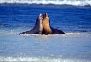Naklejka premium Australian Sea Lion, neophoca cinere, Adults playing in Ocean, Australia