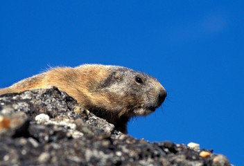Alpine Marmot, marmota marmota, Adult standing on Rocks, Alps in South East of France