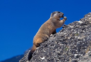 Alpine Marmot, marmota marmota, Adult standing on Rocks, Eating, Alps in South East of France