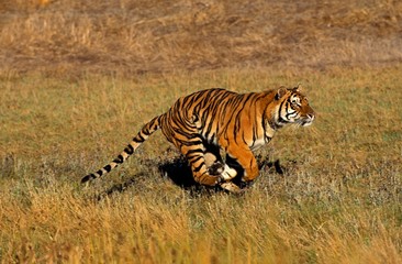 Fototapeta na wymiar Bengal Tiger, panthera tigris tigris, Adult running