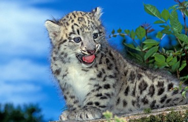 Snow Leopard or Ounce, uncia uncia, Cub calling
